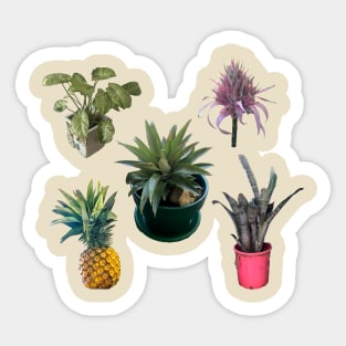 Assorted house plants and pineapple photo design Sticker